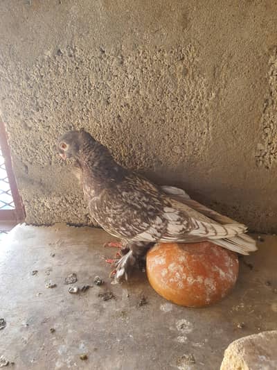 oriental female   (pahlai add pora parh lain)