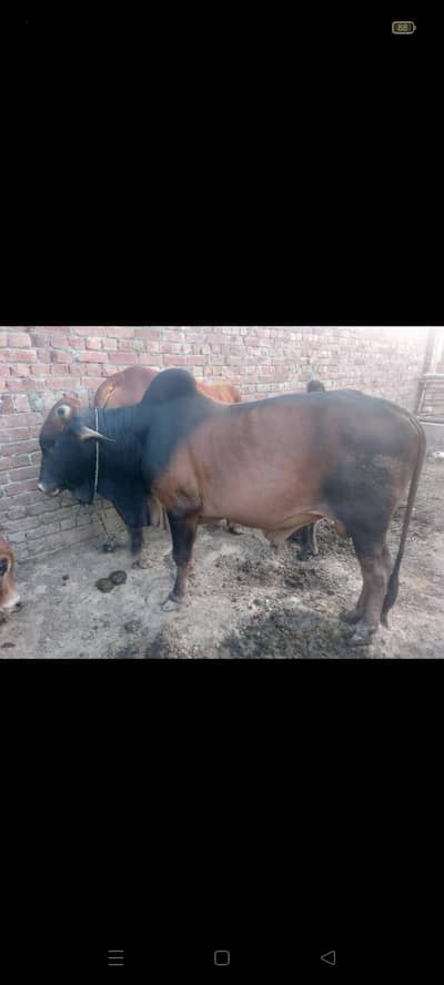 Bulls ll qurabni janwar for sail ll washa ll animals