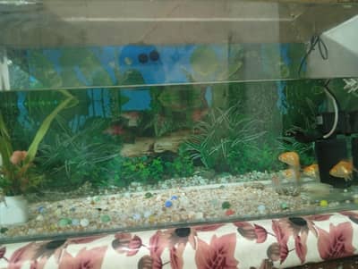 Fish Aquarium with shellls and moter