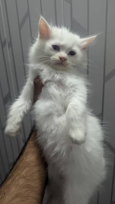 4 Persian kittens looking for new owner. ‍