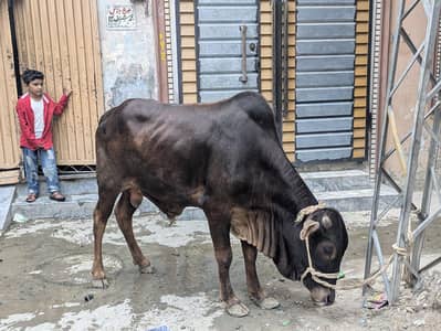 Urgent sale