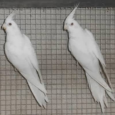 Eno Red eye cockatiel and chicks available