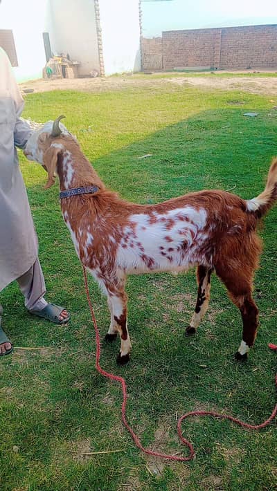 Healthy, strong, male goat for sale - ready for Eid