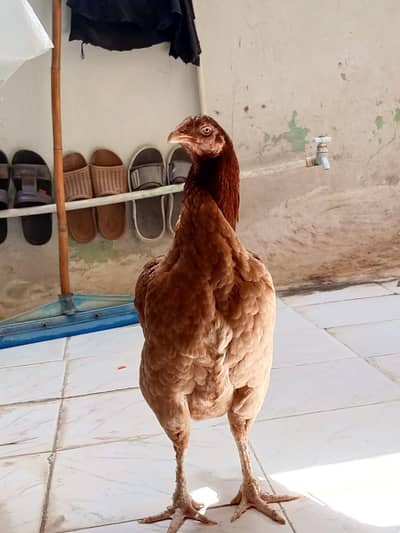 Aseel Hen Available home bread