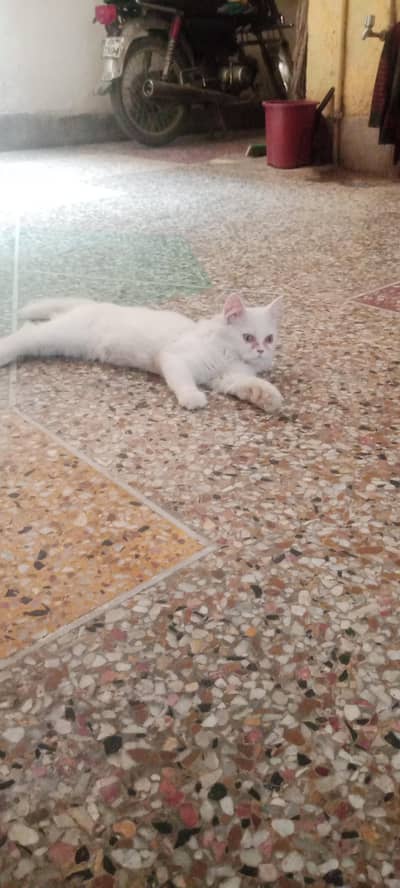 persian cat