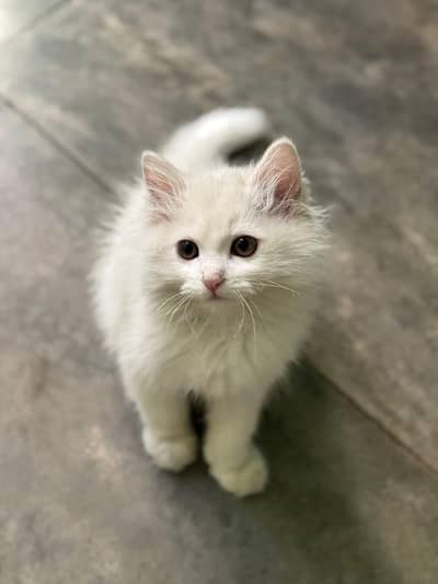 persion female kitten 3 month