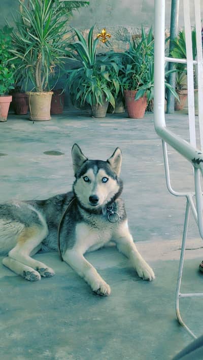 Siberian husky urgent for sale
