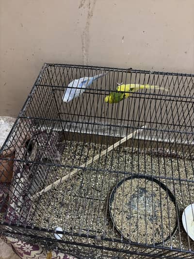 Home breed budgies,Cocktailsand finches