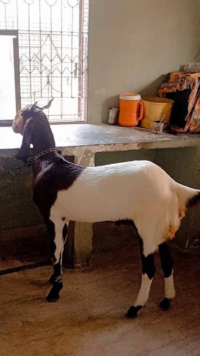 Bakra