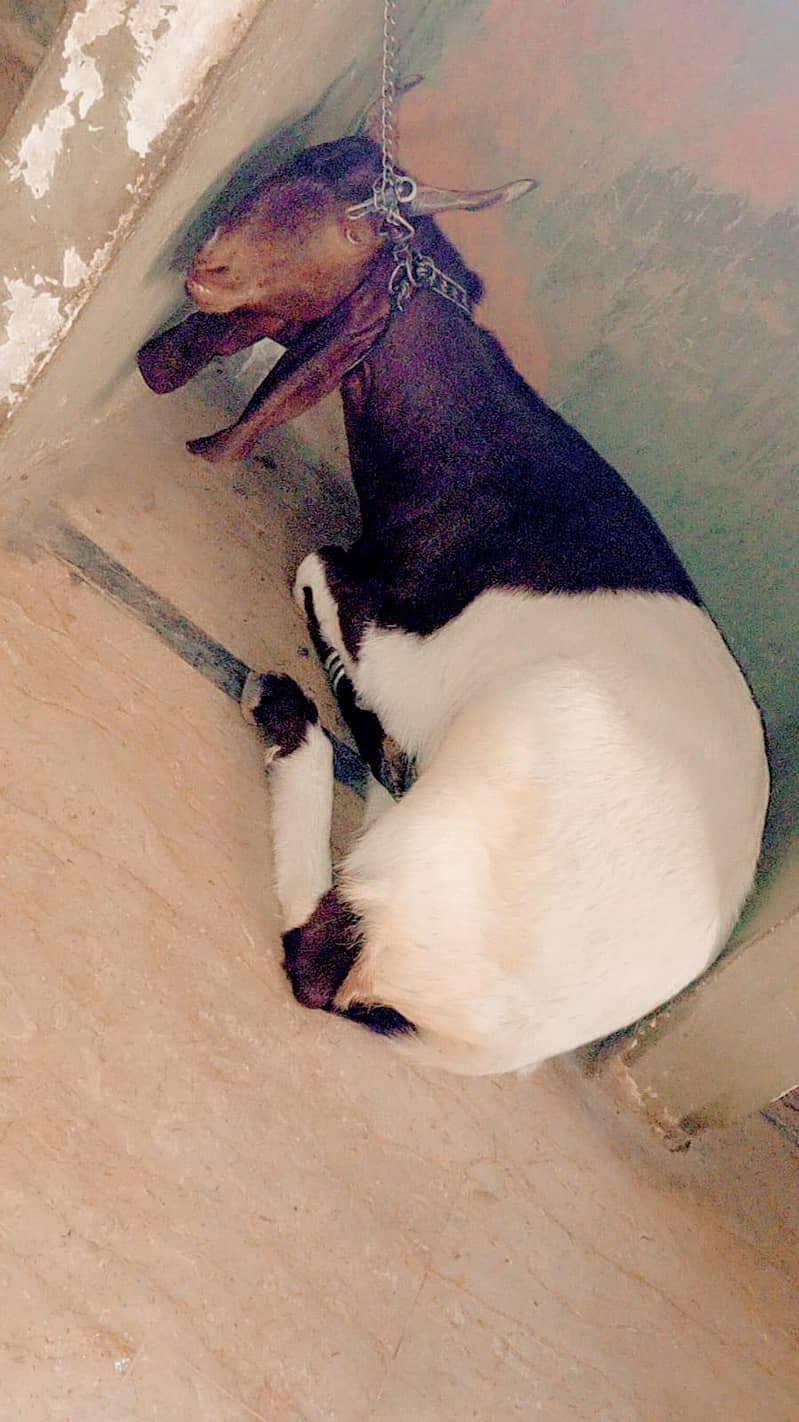 Bakra 3