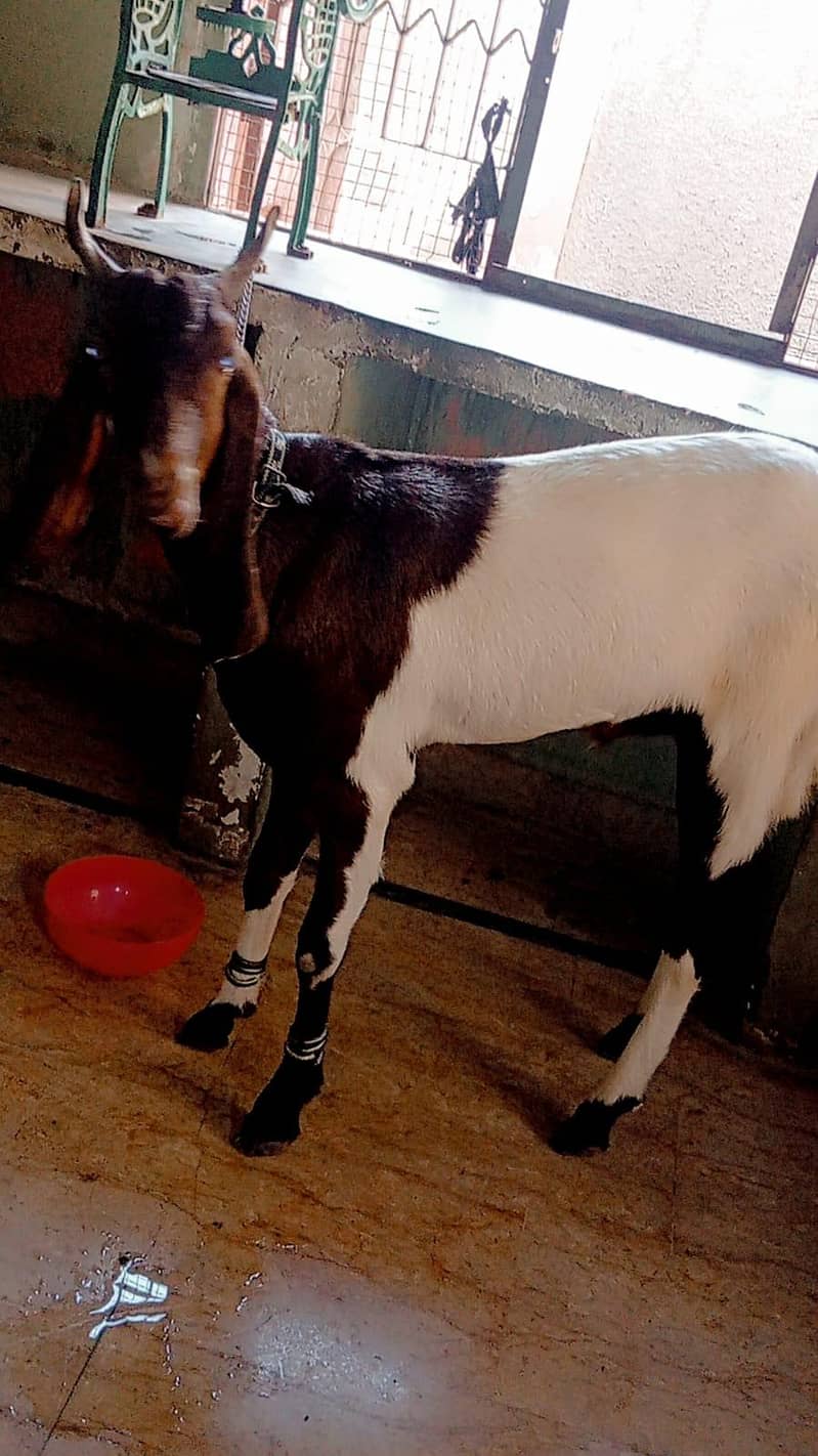 Bakra 5