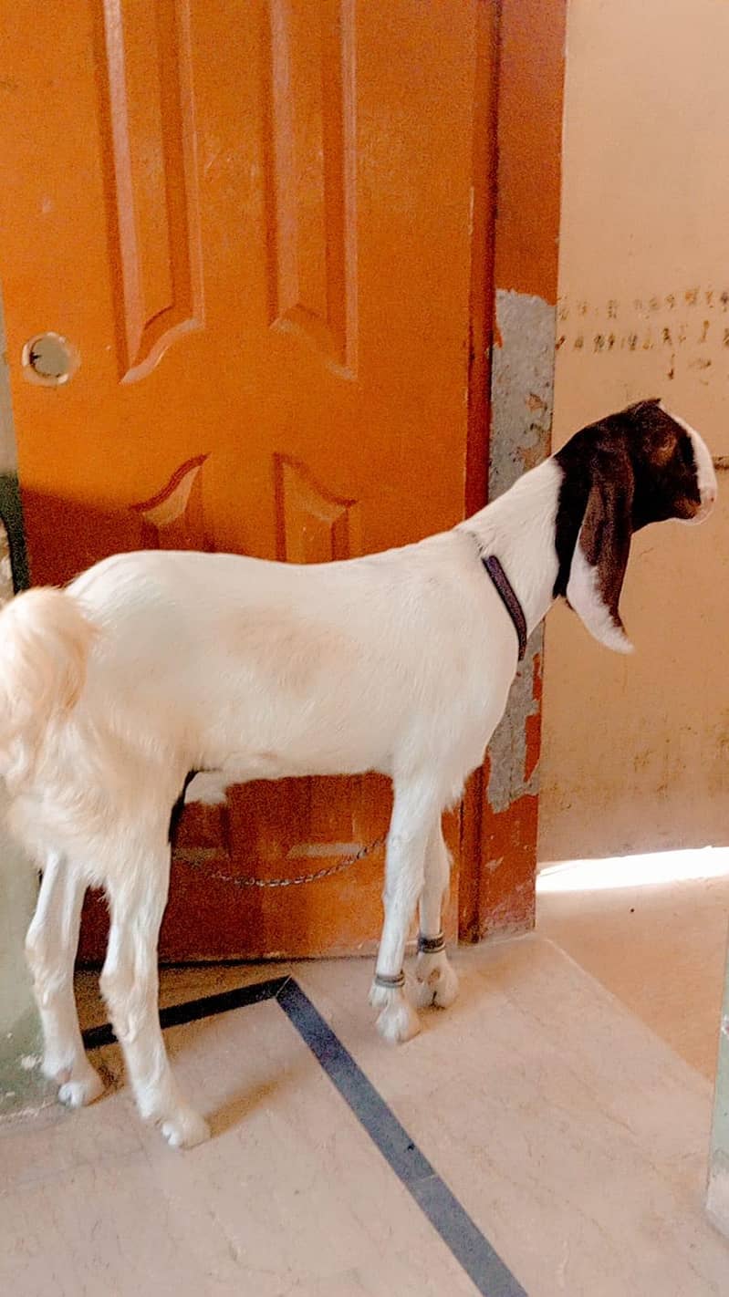 Bakra 6