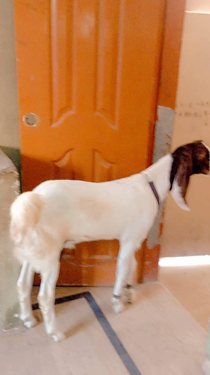 Bakra 8