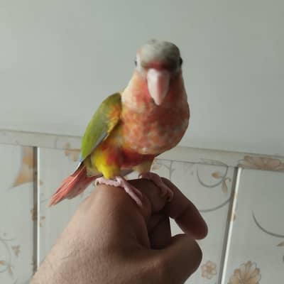 pineapple conure double red factor for hand tame fly tame  03214382921