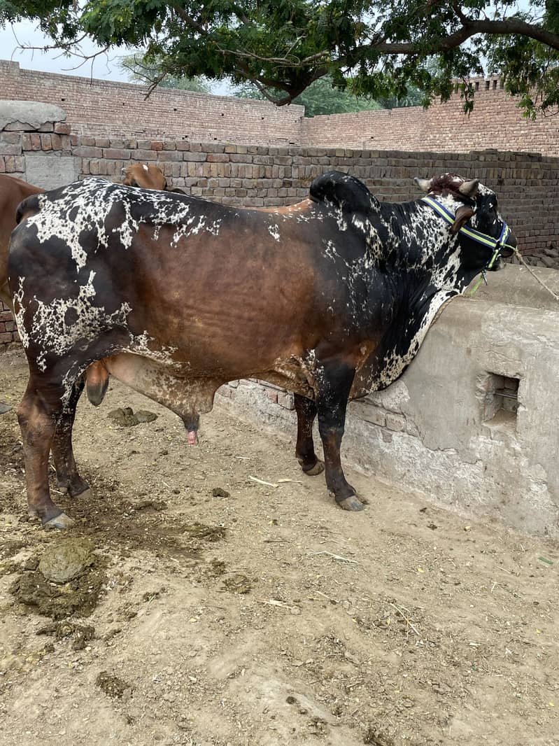 Cholistani 1