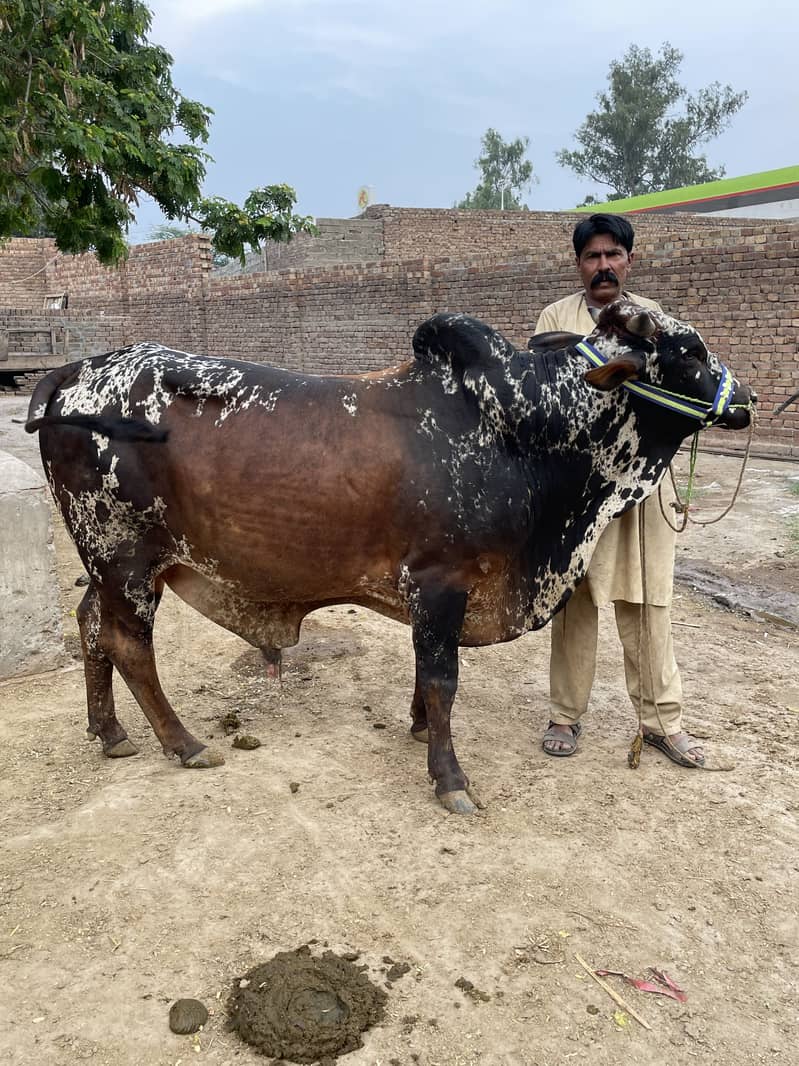 Cholistani 2