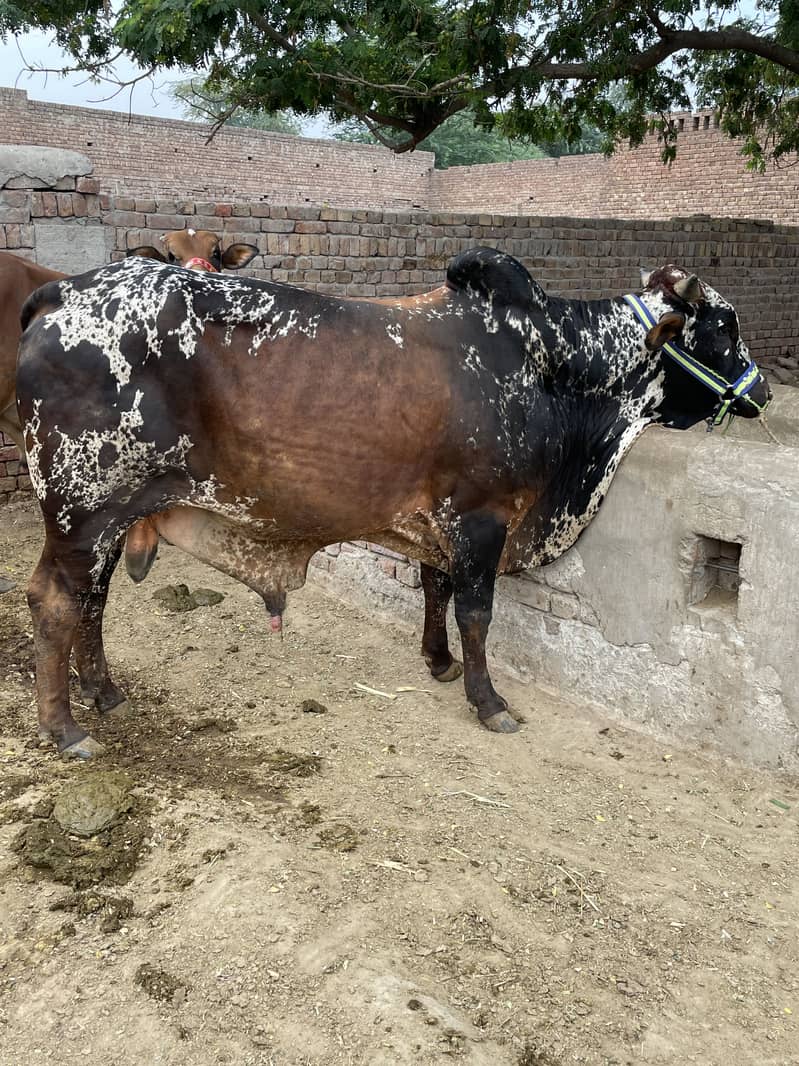 Cholistani 3