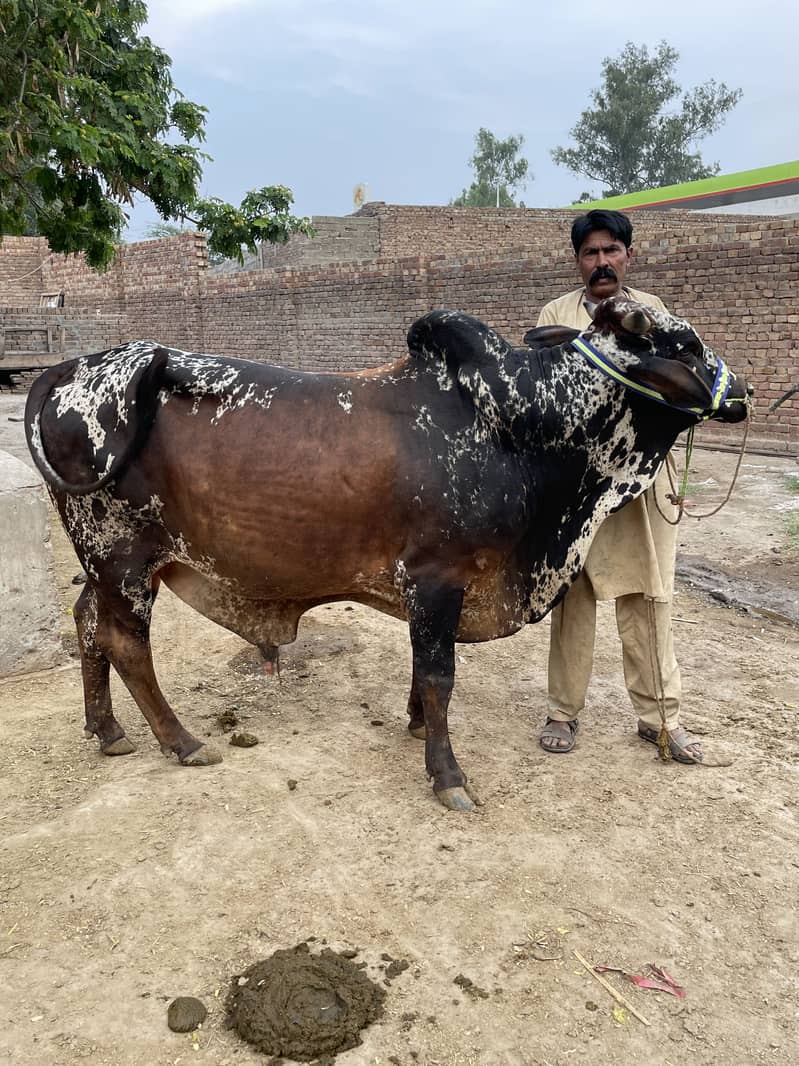 Cholistani 4