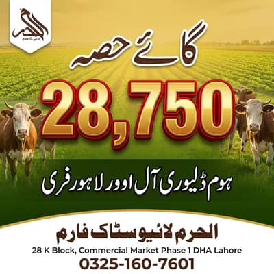 Qurbani Animals - Lahore
