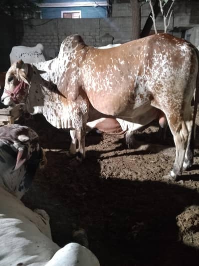 Qurbani k bachray and bachiya