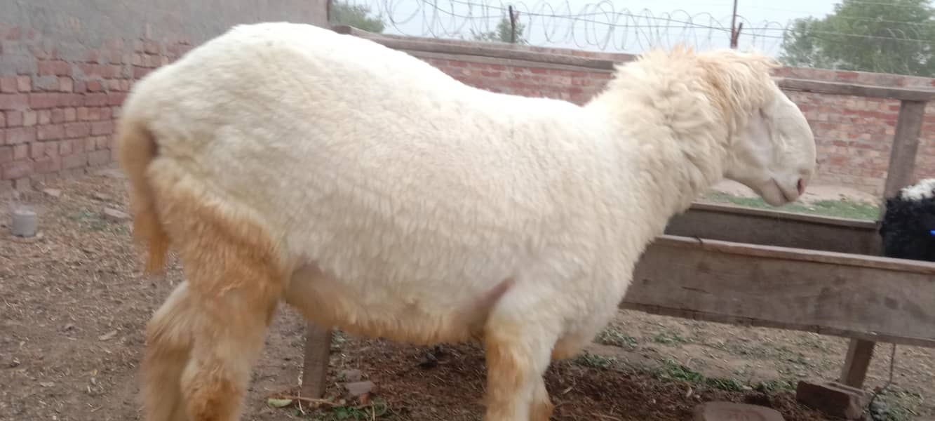 پیور مُندرا چھترا اور پیور کجلی چھتری 0