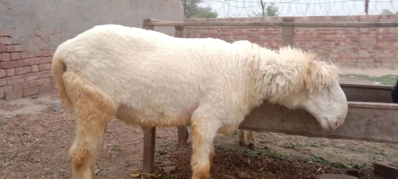 پیور مُندرا چھترا اور پیور کجلی چھتری 2
