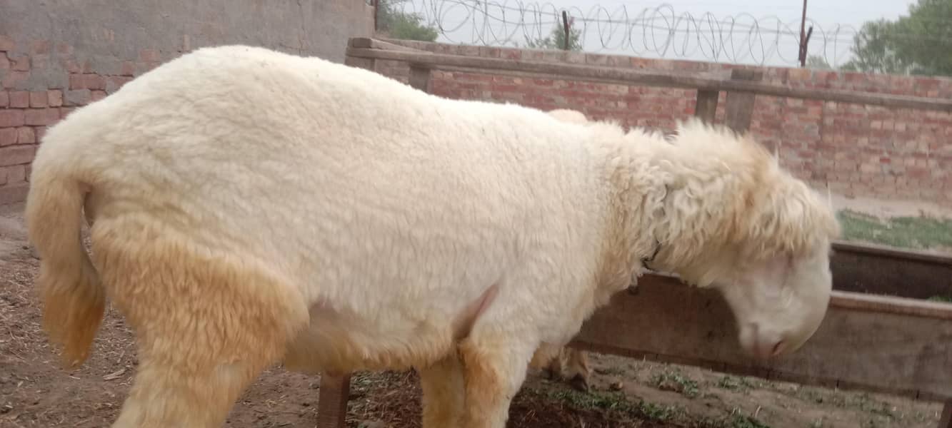 پیور مُندرا چھترا اور پیور کجلی چھتری 3