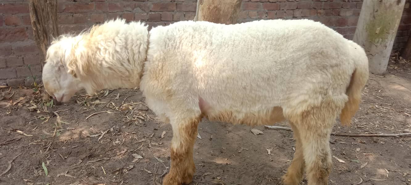 پیور مُندرا چھترا اور پیور کجلی چھتری 4