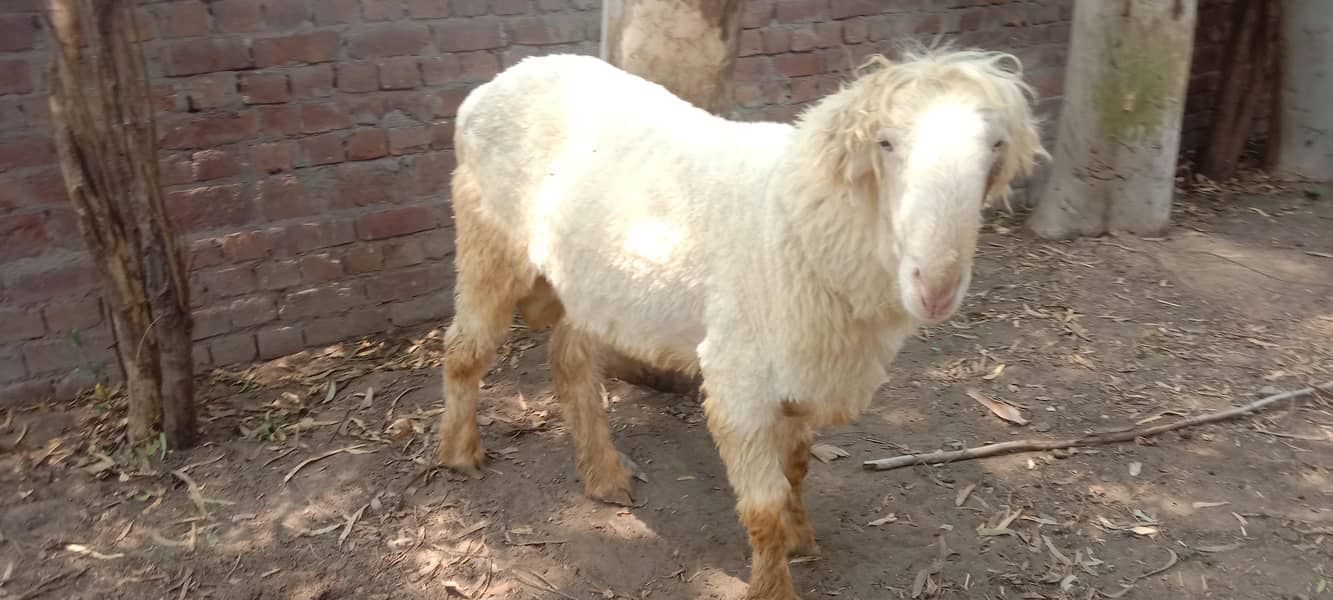 پیور مُندرا چھترا اور پیور کجلی چھتری 5