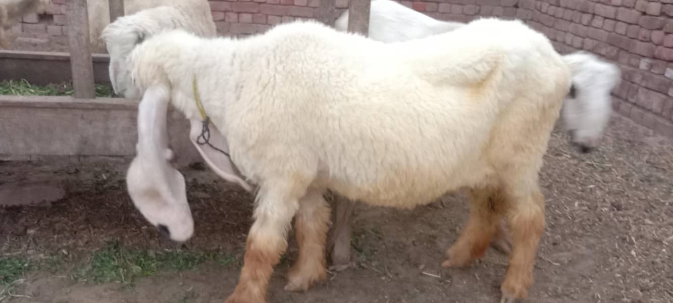 پیور مُندرا چھترا اور پیور کجلی چھتری 8