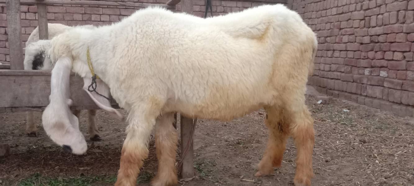 پیور مُندرا چھترا اور پیور کجلی چھتری 9