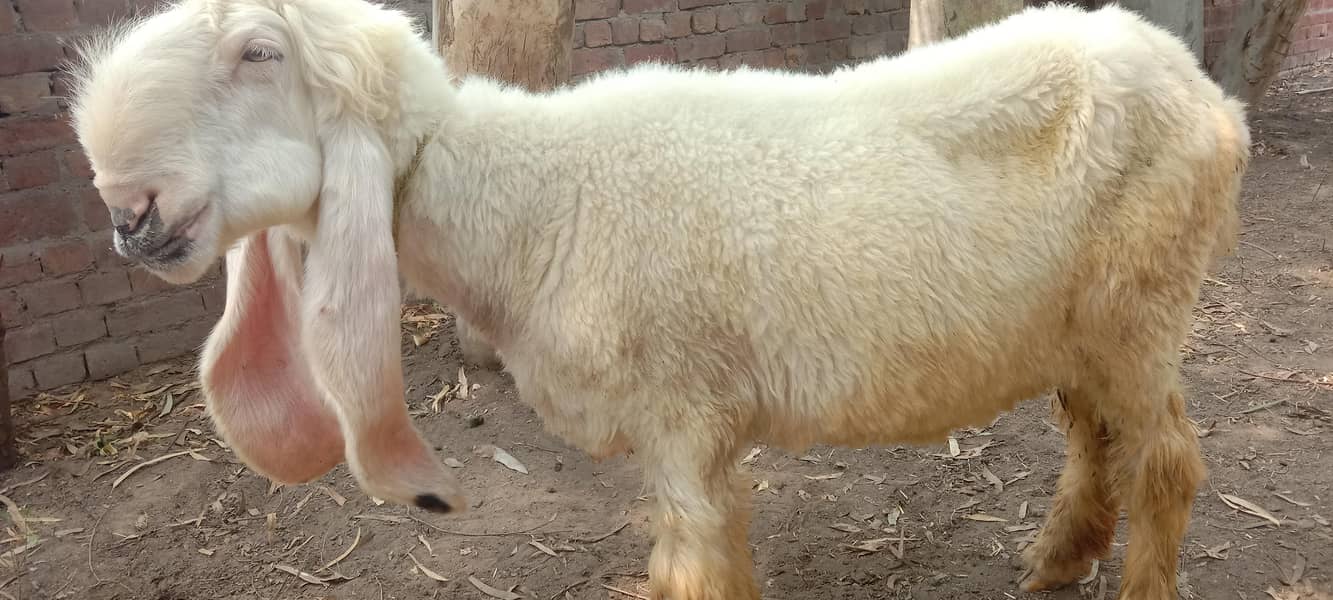 پیور مُندرا چھترا اور پیور کجلی چھتری 10