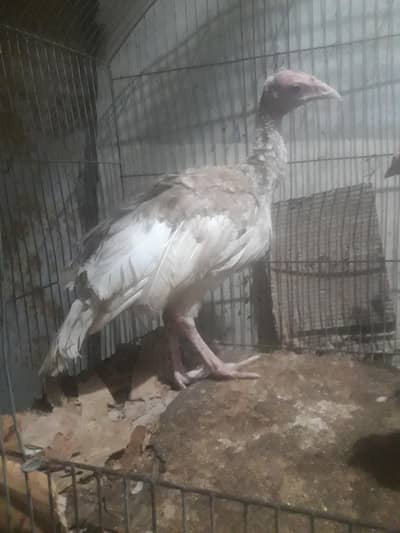 Turkey 3 brown and 1 silver  only WhatsApp 03403005566 final 6000 pair