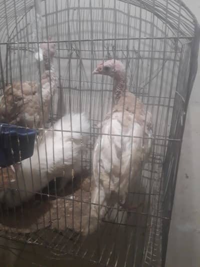Turkey 3 brown and 1 silver  only WhatsApp 03403005566 final 6000 pair