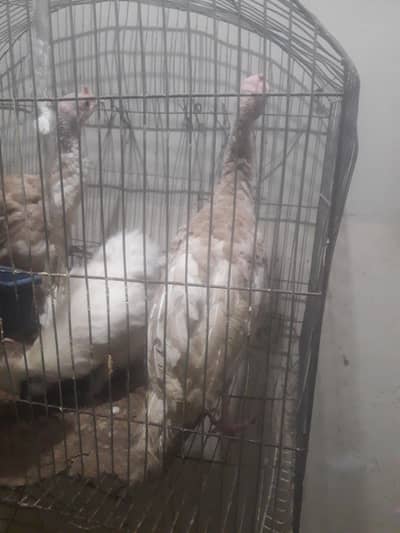 Turkey 3 brown and 1 silver  only WhatsApp 03403005566 final 6000 pair
