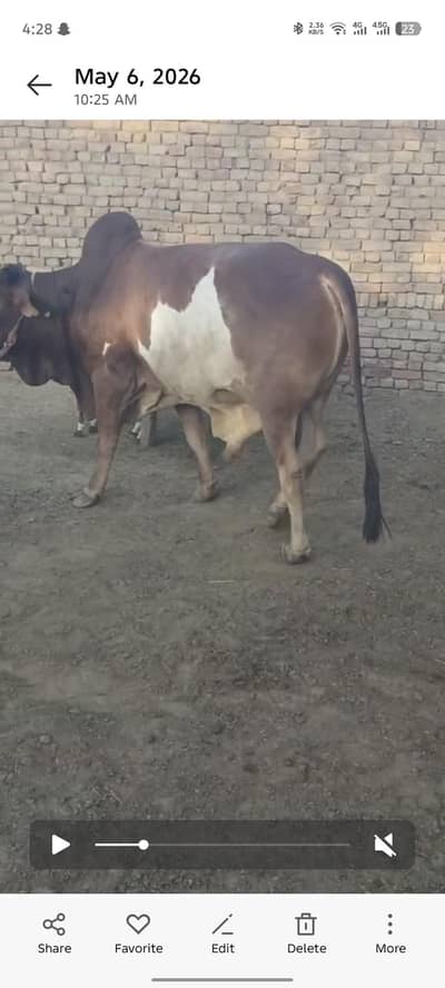 Heavy Qurbani Bull