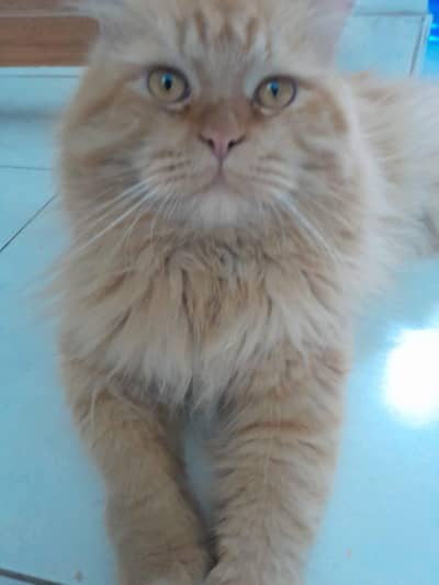 The Beautiful Persian cat