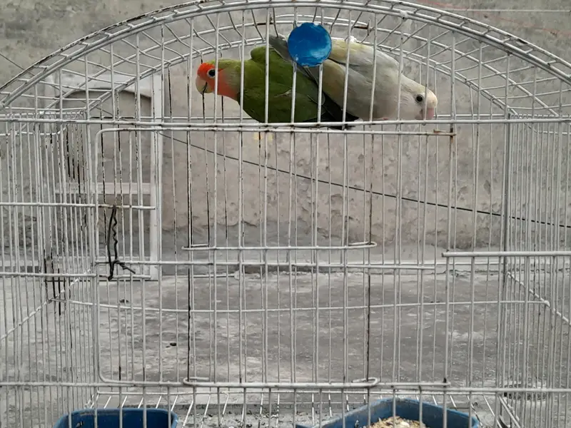 Lovebirds breeder pair for sale — photo 4
