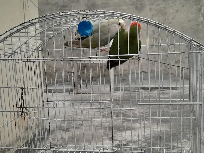 Lovebirds breeder pair for sale — photo 6