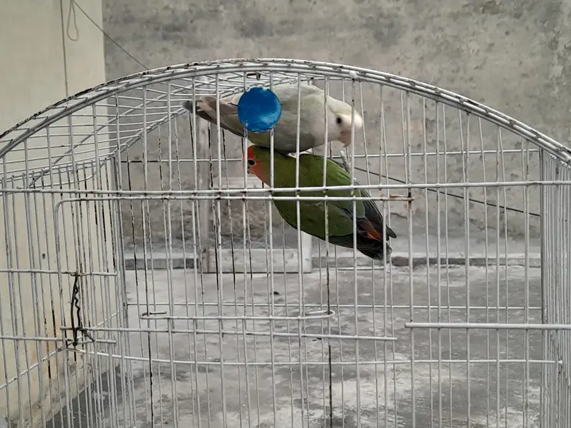 Lovebirds breeder pair for sale — photo 7