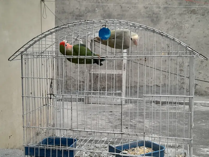 Lovebirds breeder pair for sale — photo 8