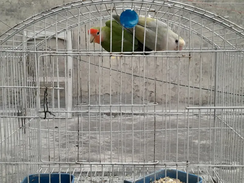 Lovebirds breeder pair for sale — photo 9