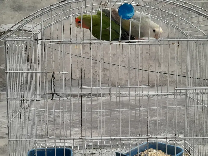 Lovebirds breeder pair for sale — photo 10
