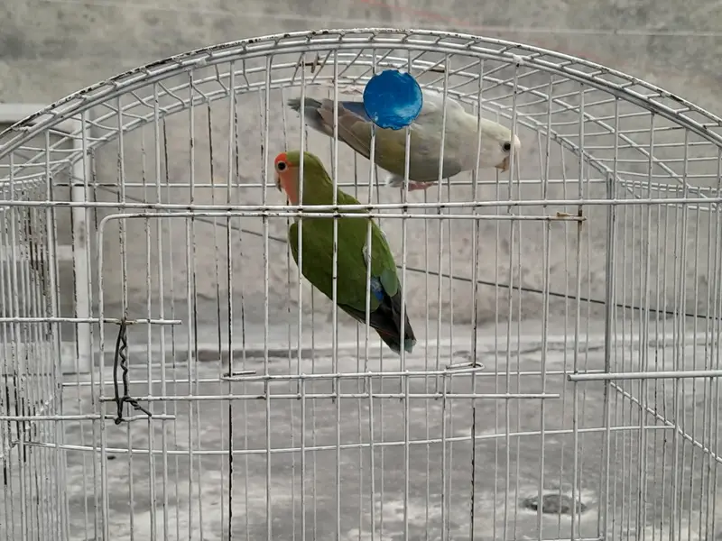 Lovebirds breeder pair for sale — photo 11