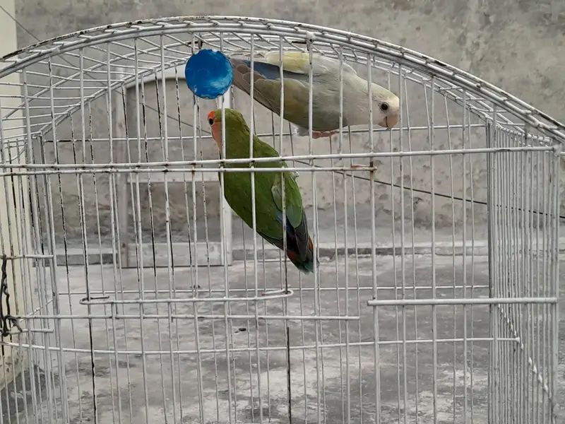 Lovebirds breeder pair for sale — photo 12