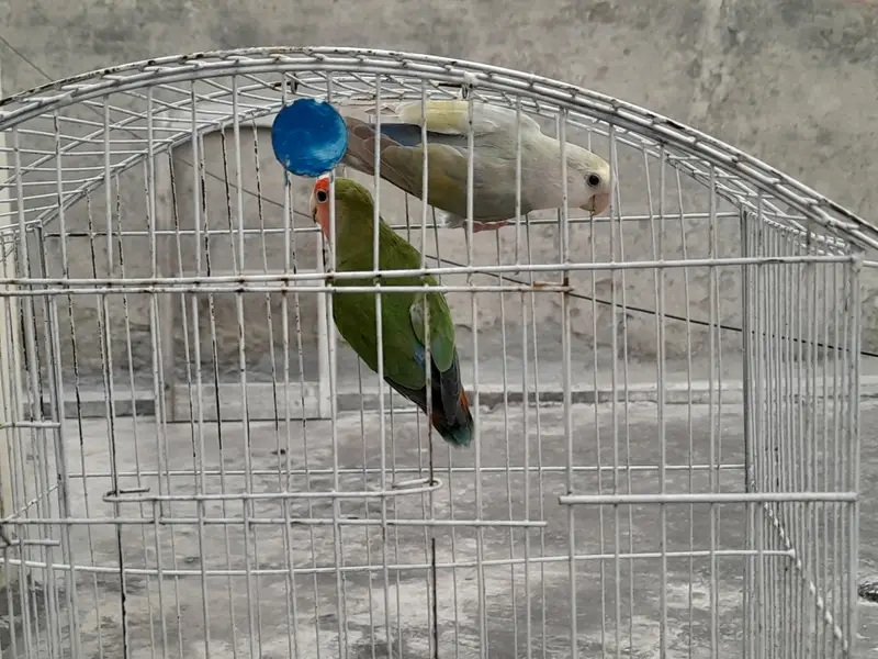Lovebirds breeder pair for sale — photo 2