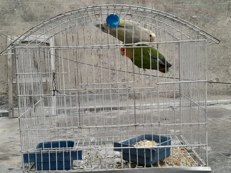 Lovebirds breeder pair for sale — photo 3