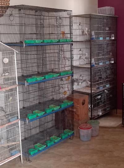master cage