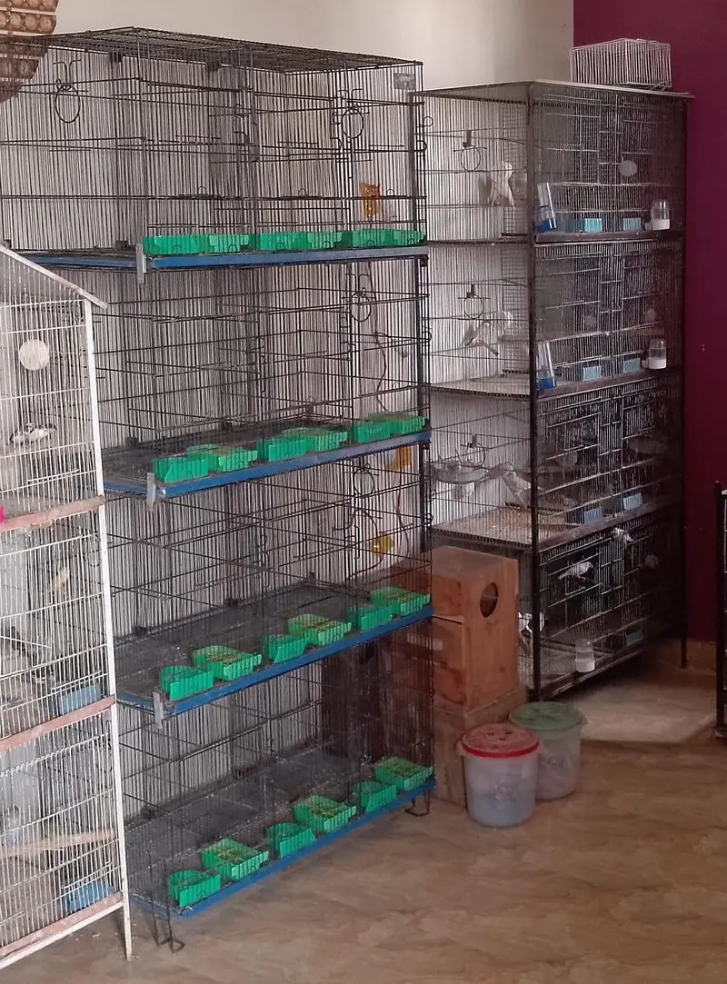 master cage