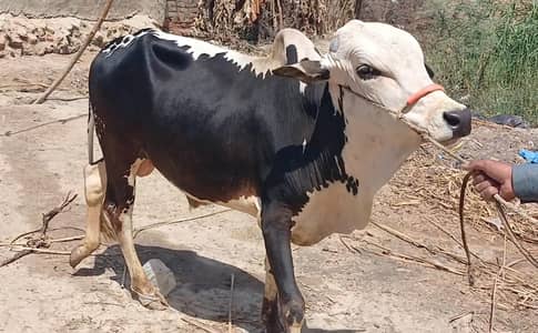 Qurbani mid range bachraybachray 2026